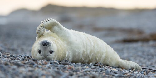 Headerbild_Helgoland Headerbild_Helgoland